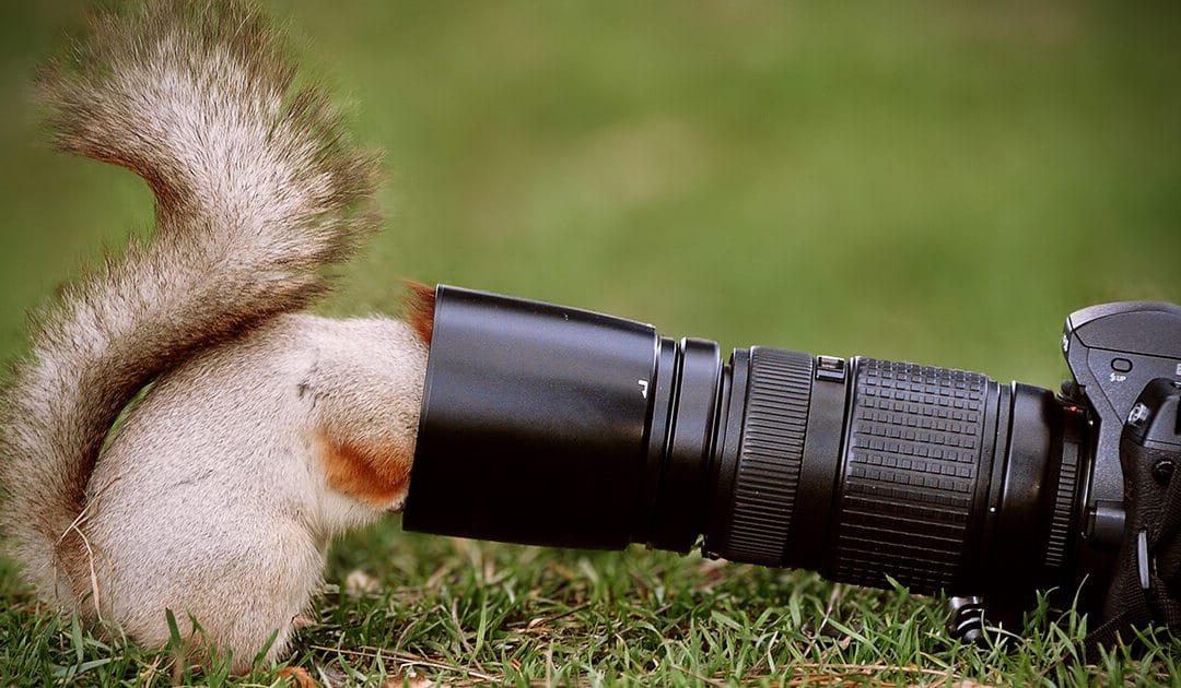 Squirrel looking down camera lens hood