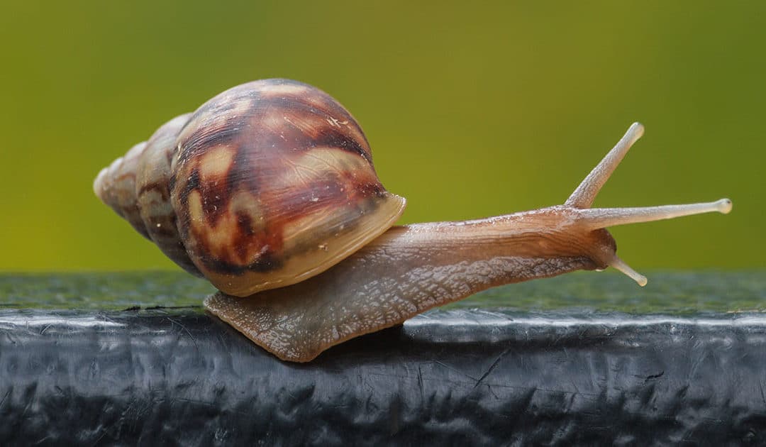 Fast like a . . . snail.